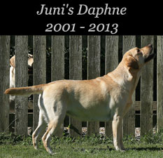 Juni's Daphne 2001 - 2013