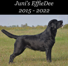 Juni's EffieDee 2015 - 2022