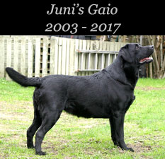 Juni's Gaio 2003 - 2017