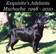 Exquisito's Adelante Muchacha 1998 - 2010