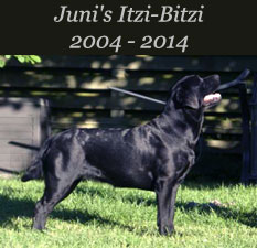 Juni's Itzi-Bitzi 2004 - 2014