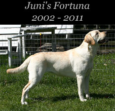 Juni's Fortuna 2002 - 2011