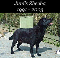 Juni's Zheeba 1991 - 2003