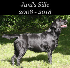 Juni's Sille 2008 - 2018