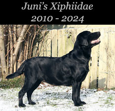 Juni's Xiphiidae 2010 - 2024