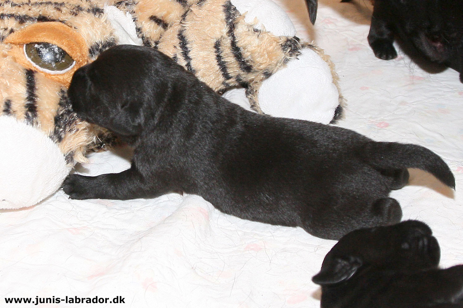 11 dage gamle sorte og gule labrador hvalpe og mor
