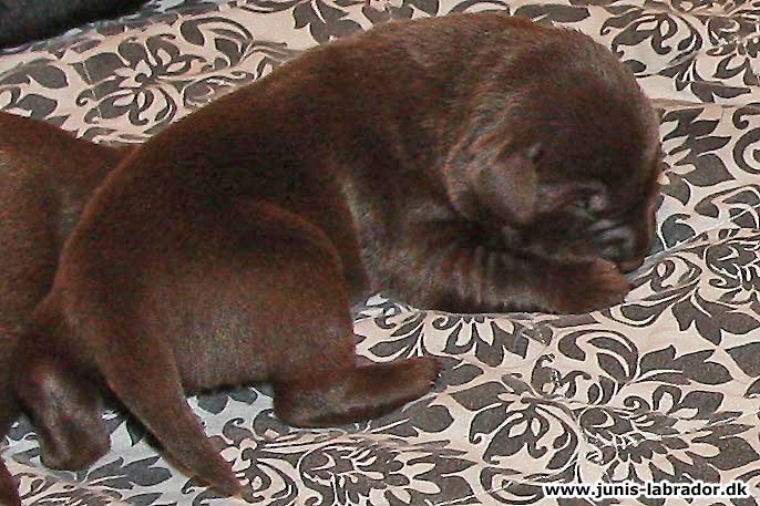 Labrador hvalpe født d. 24. januar 2020
