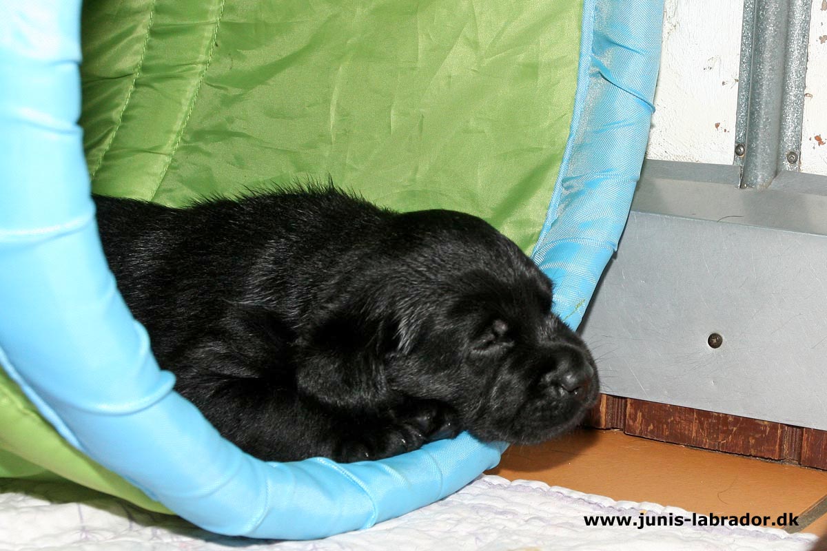 Labrador hvalpe født d. 24. januar 2020