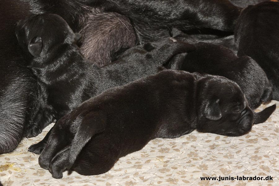Labrador hvalpe født d. 13. maj 2020