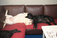 Gul labrador og sort labrador nyder livet i sofaen