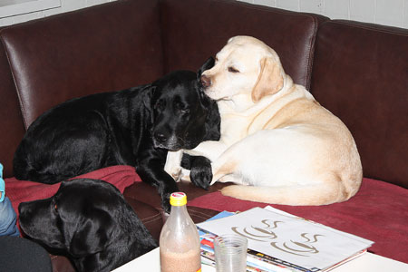 sort og gul labrador i sofaen