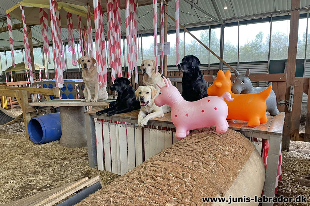 Sjov i Equility Hundehal