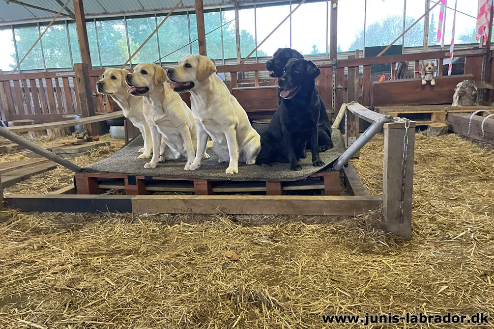 Juni's Labrador i Equility Hundehal
