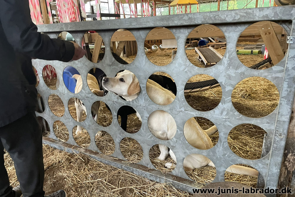 Juni's Labrador i Equility Hundehal