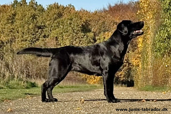 Juni's Pepzie sort labrador