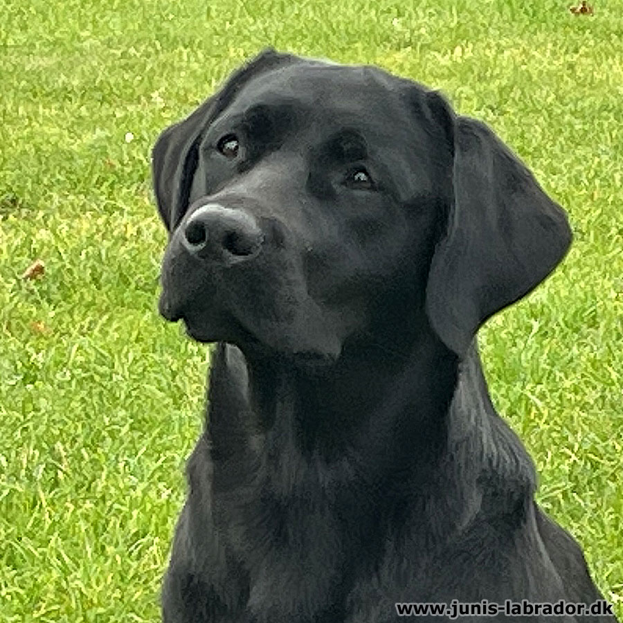 Juni's Pepzie sort labrador hoved billede